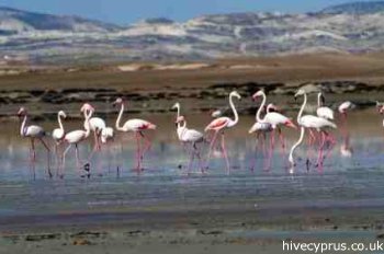 Akrotiri Salt Lake Flamingos