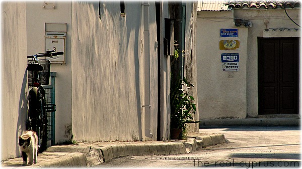 Piyale Pasha Cat In The Street